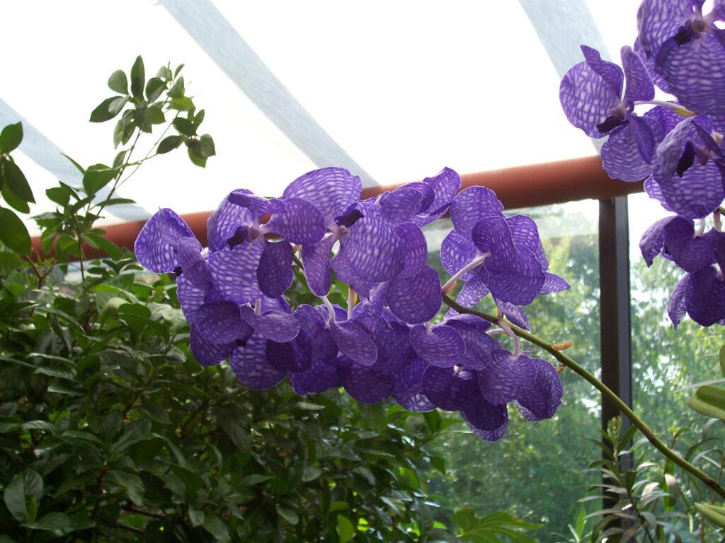 Lacy look blue-purple orchids