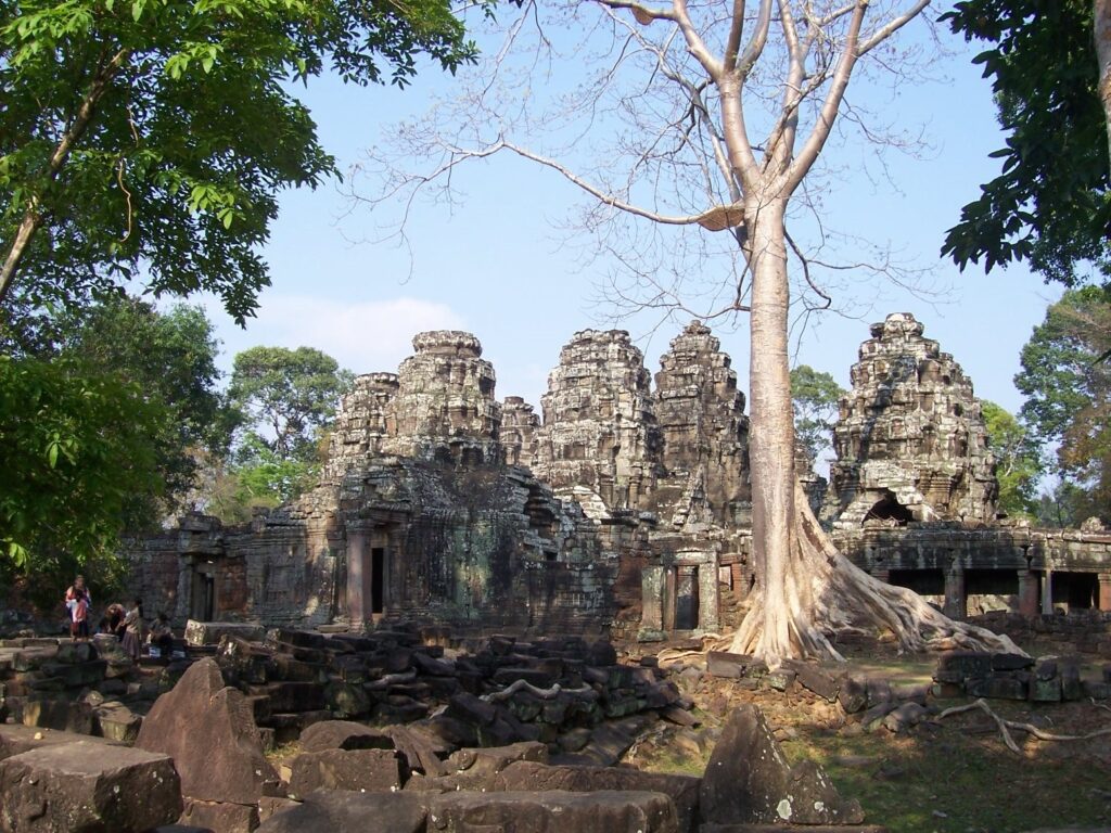 Silver shantung-like tree in a ruin at Angkor Wat, Cambodia