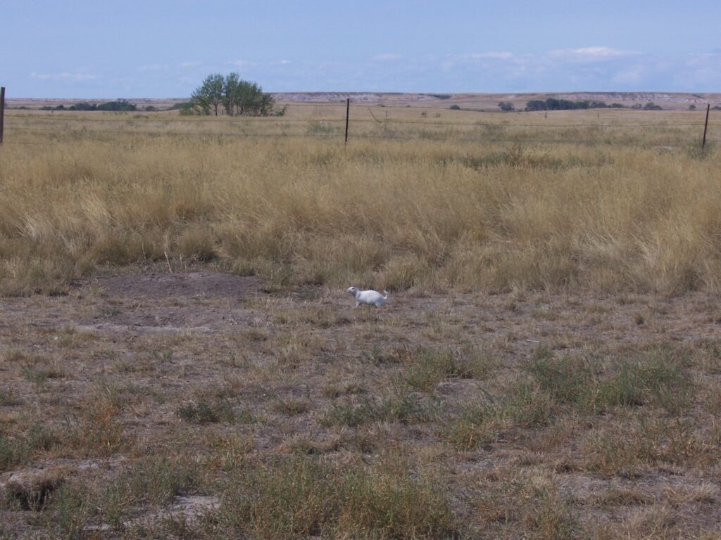 White prairie dog