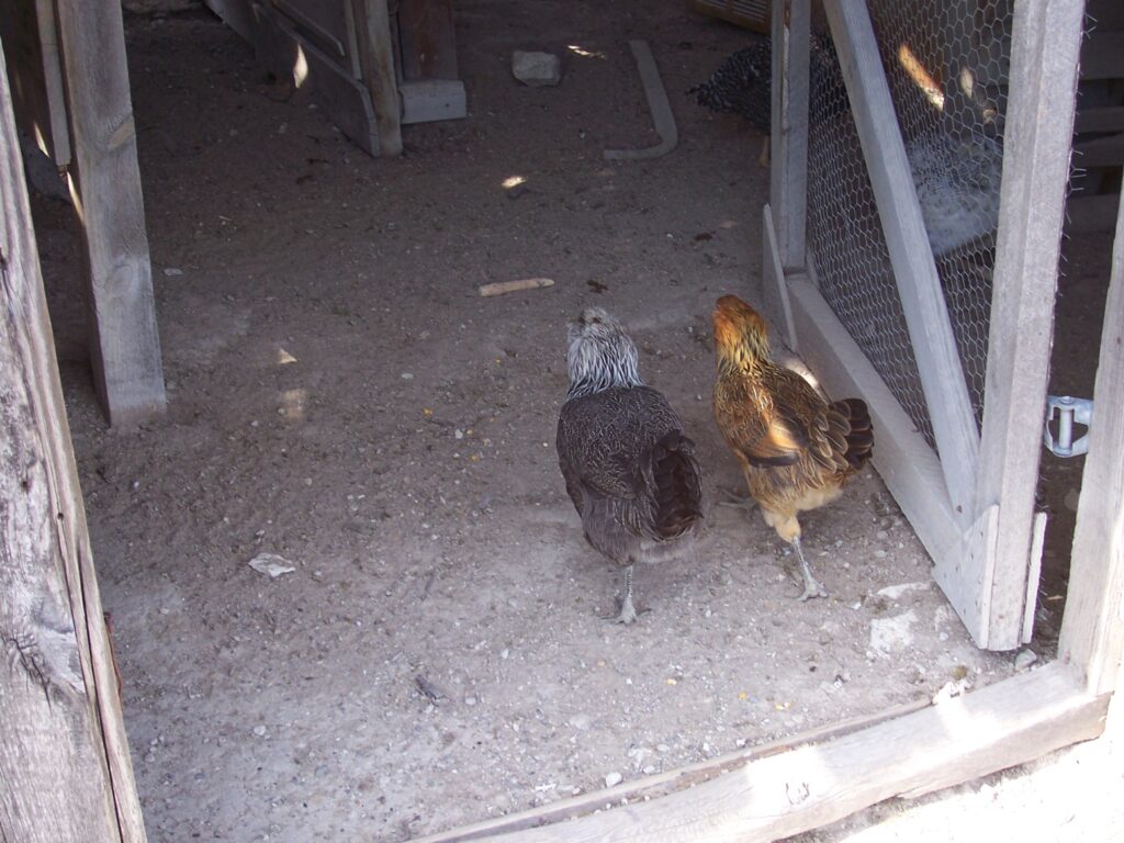 Chickens had a fancy coop