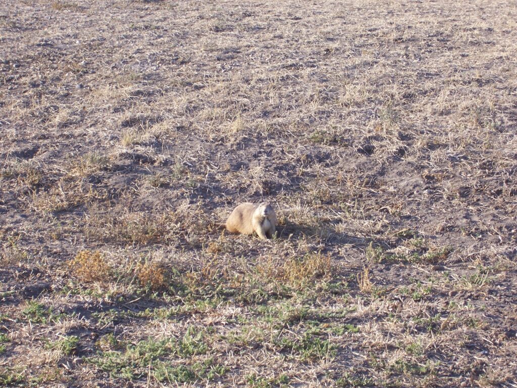 photo-prairie-dog