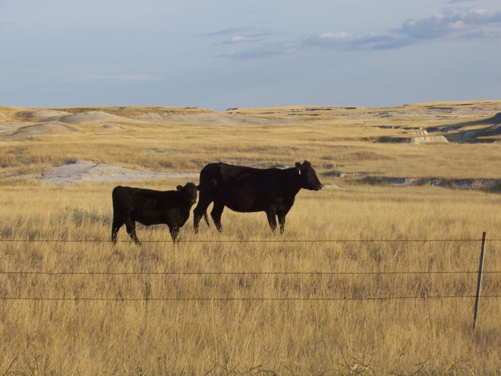 photo-black-angus-cow-calf