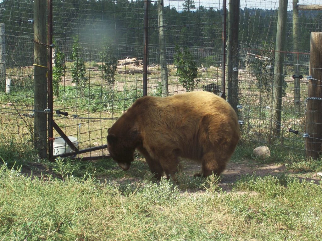 photo-brown-bear