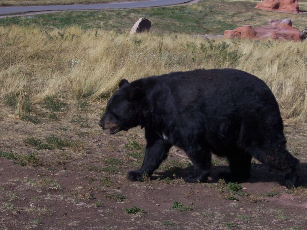 photo-close-up-black-bear