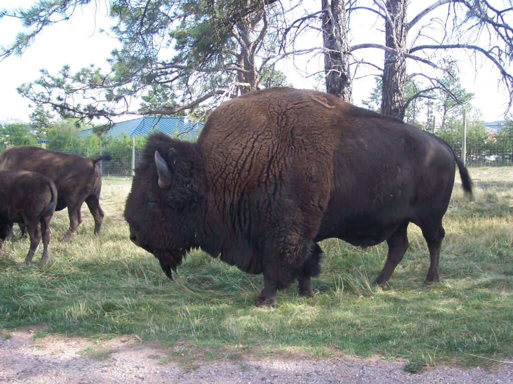 photo-American-Bison-buffalo