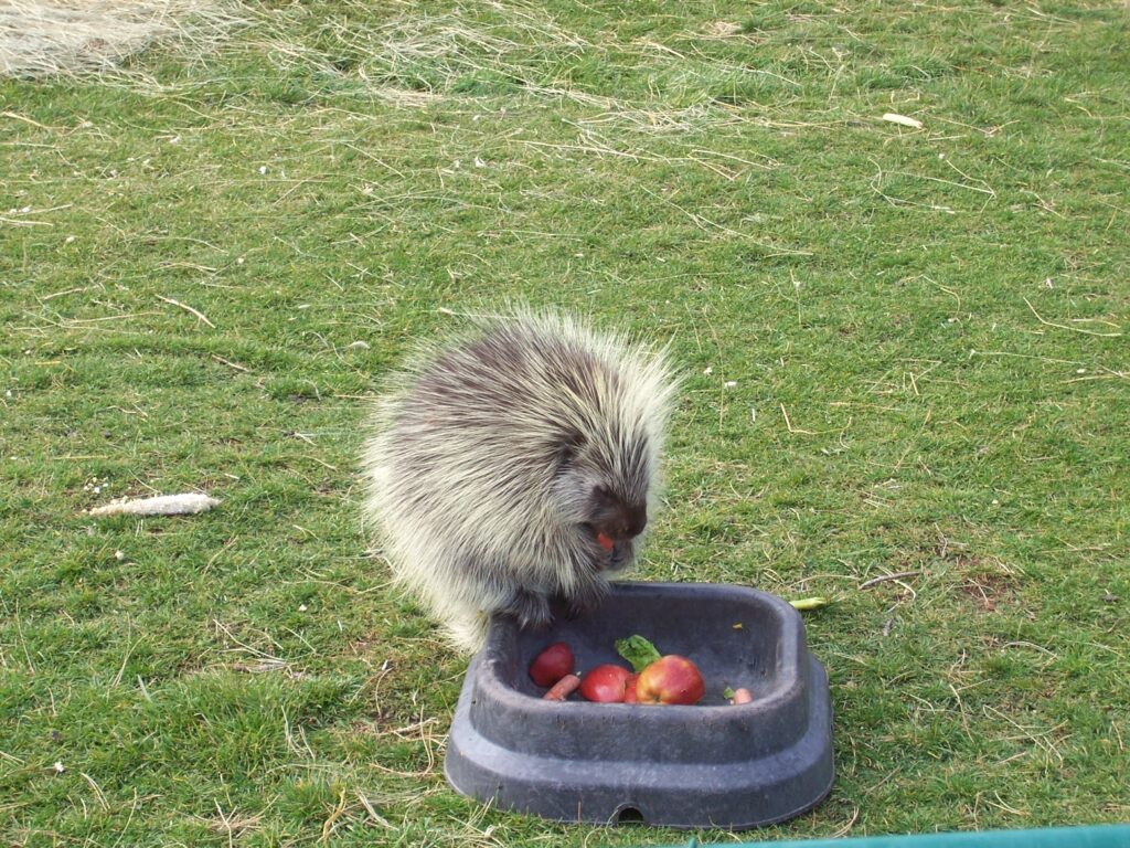 photo-porcupine-eating-apples